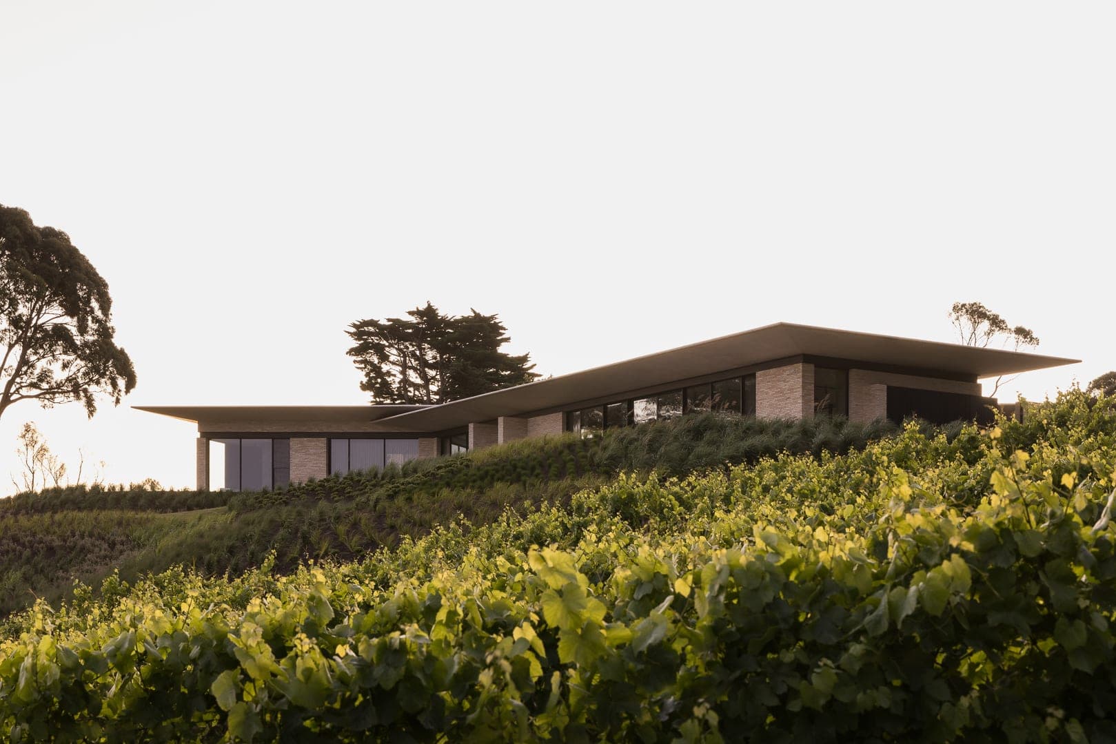 Pippins — Red Hill South, Victoria — Webster Architecture & Interiors